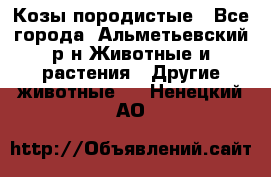 Козы породистые - Все города, Альметьевский р-н Животные и растения » Другие животные   . Ненецкий АО